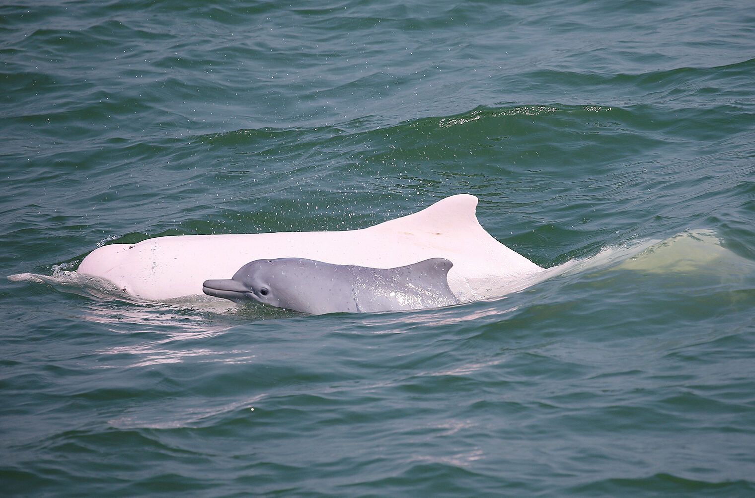 南海所珠江口中华白海豚保护研究取得新进展